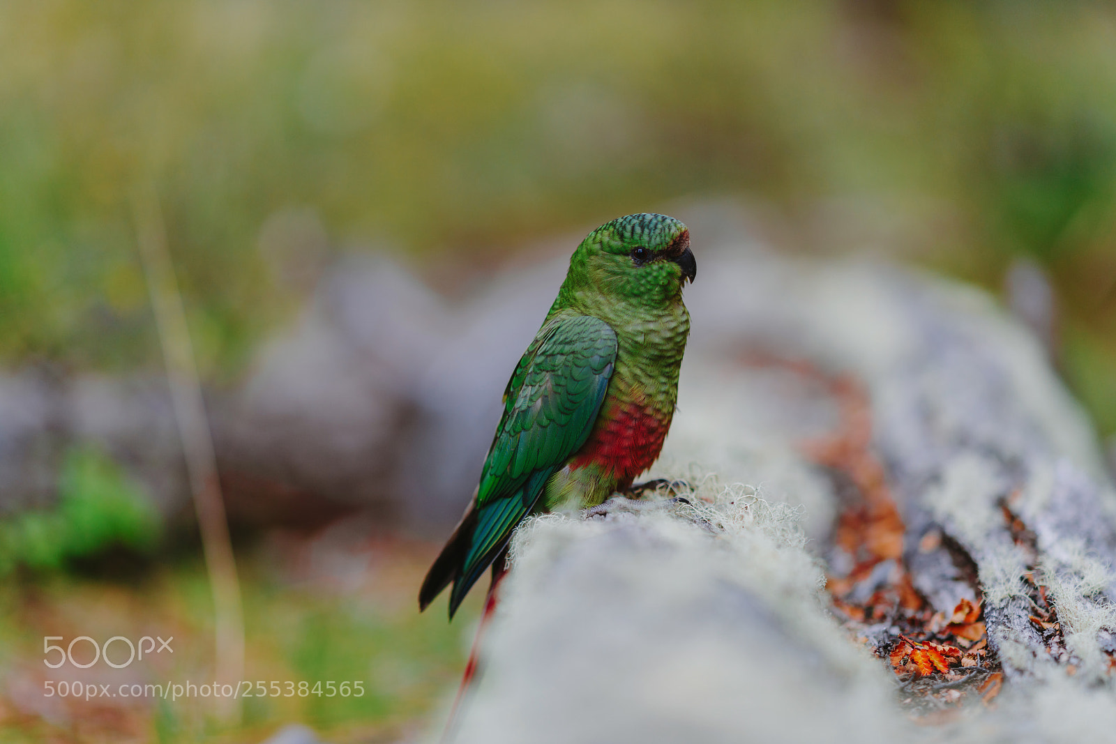 Sony a7R II sample photo. Parrot in the forests photography