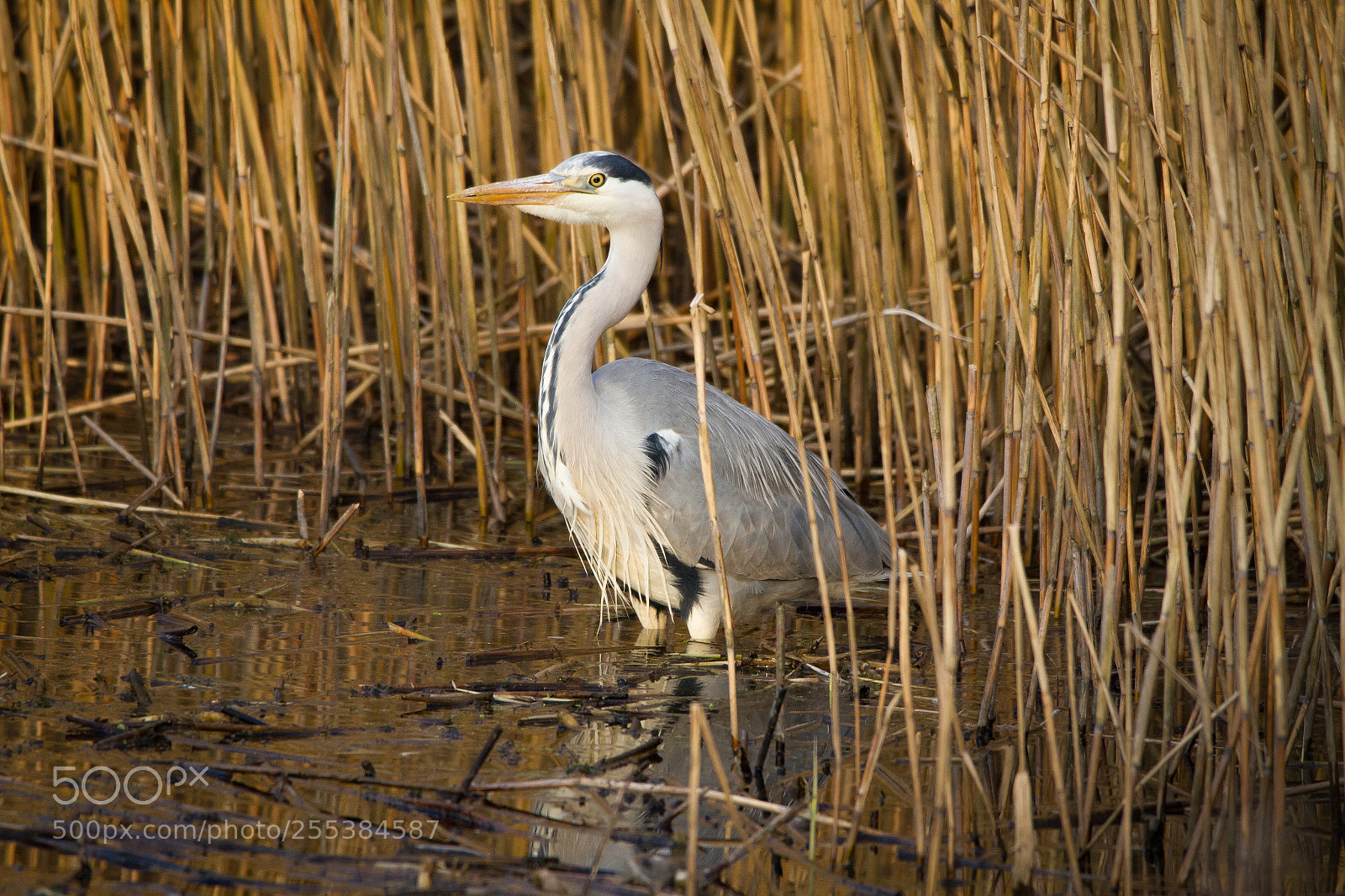 Canon EOS 7D sample photo. Day 1210 photography