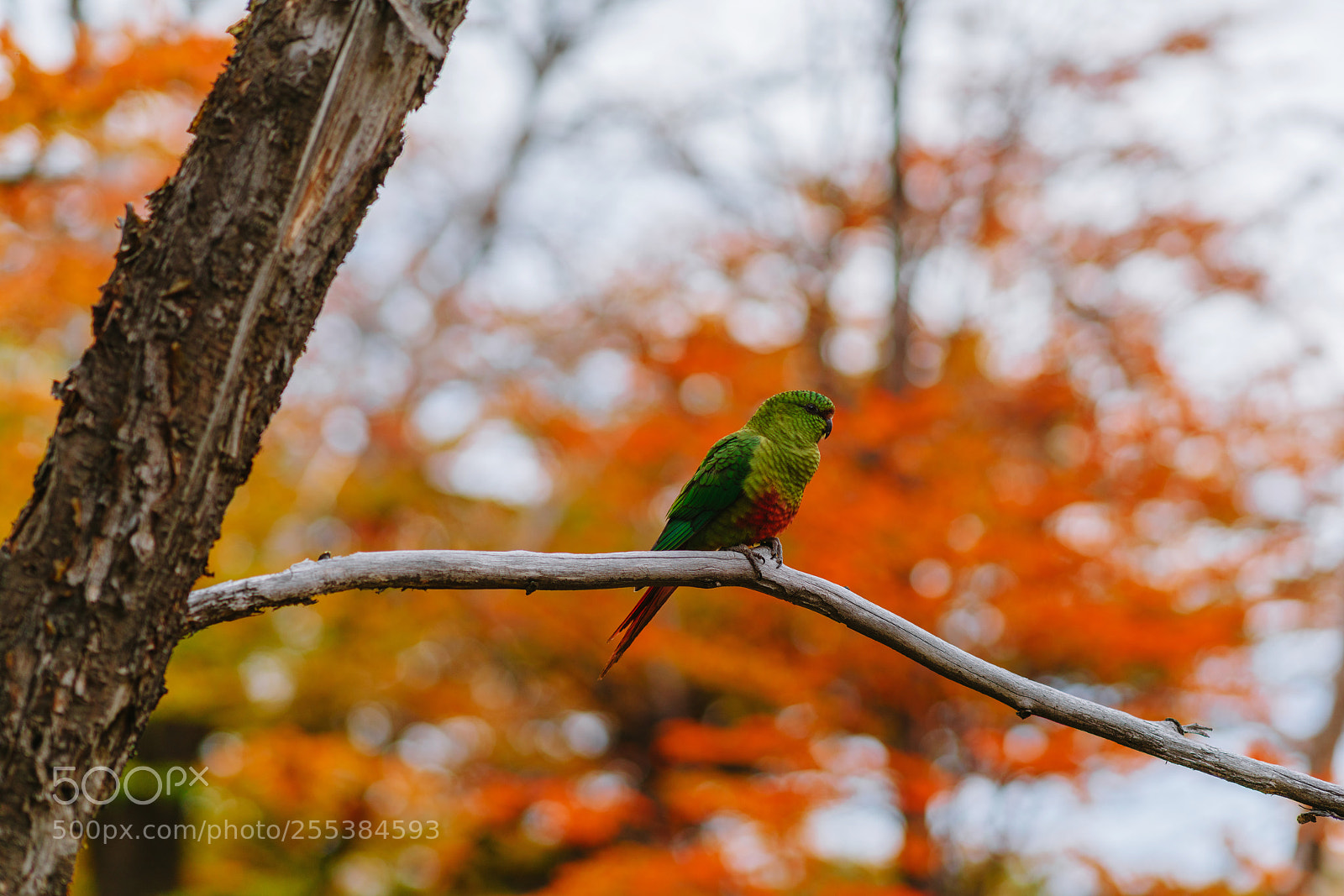 Sony a7R II sample photo. Parrot in the forests photography