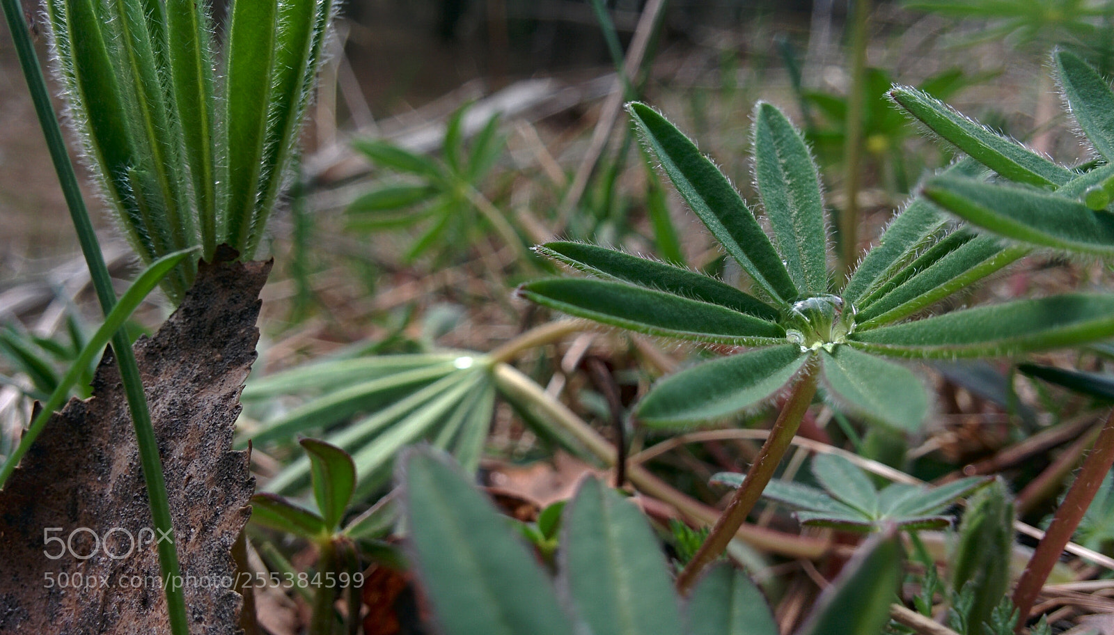 LG Nexus 5 sample photo. Drop photography