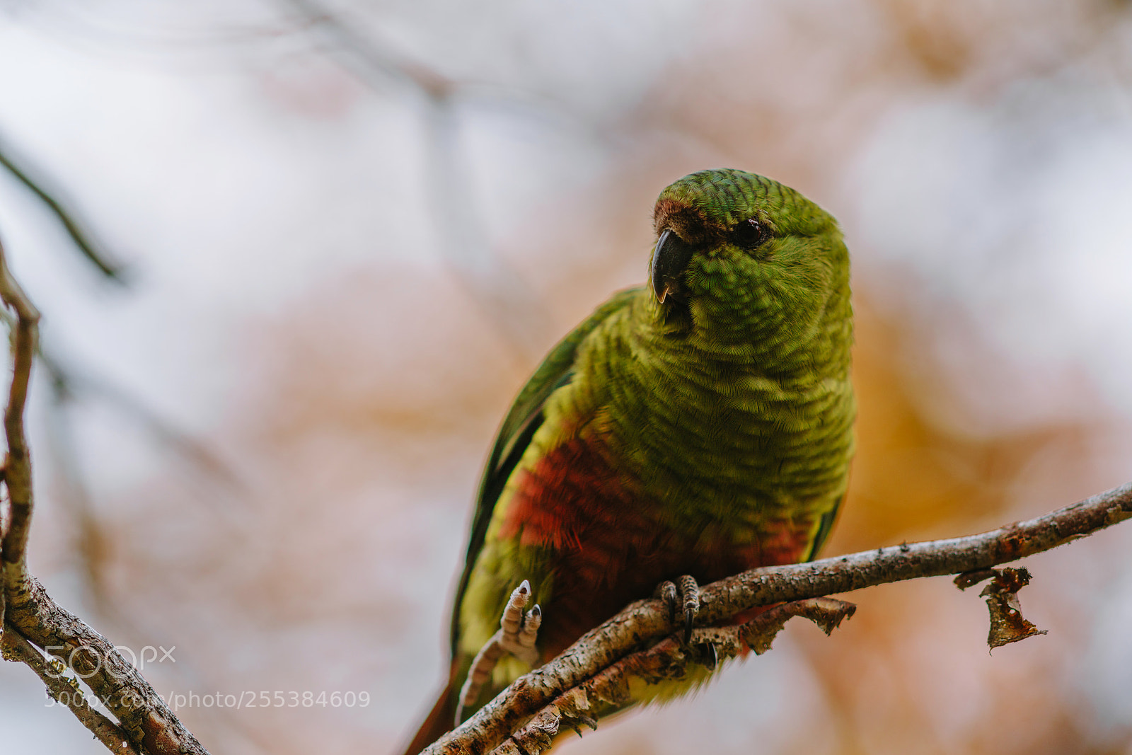 Sony a7R II sample photo. Parrot in the forests photography