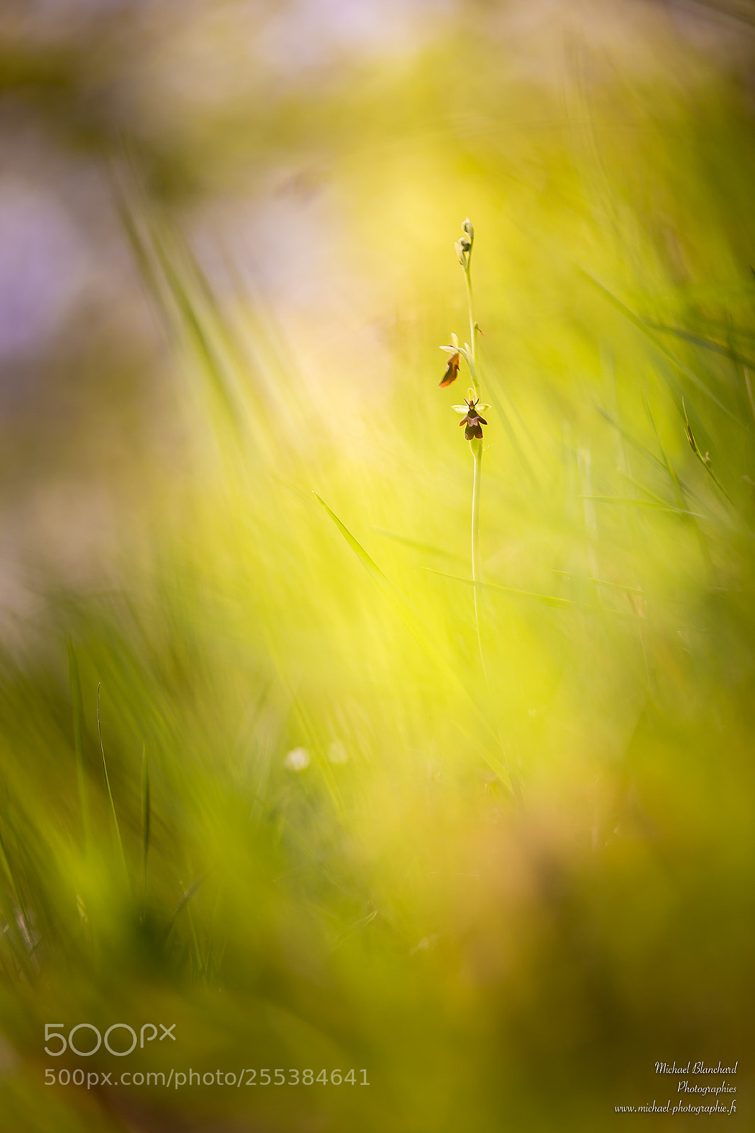 Canon EOS 6D sample photo. Mouche printaniere photography