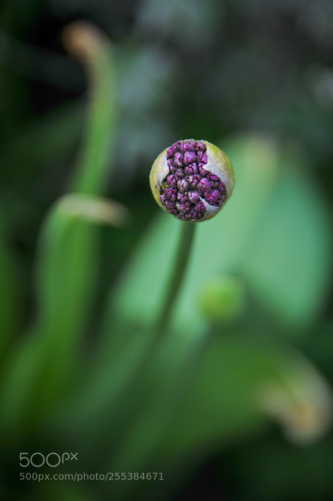 Nikon D300S sample photo. Allium gladiator photography