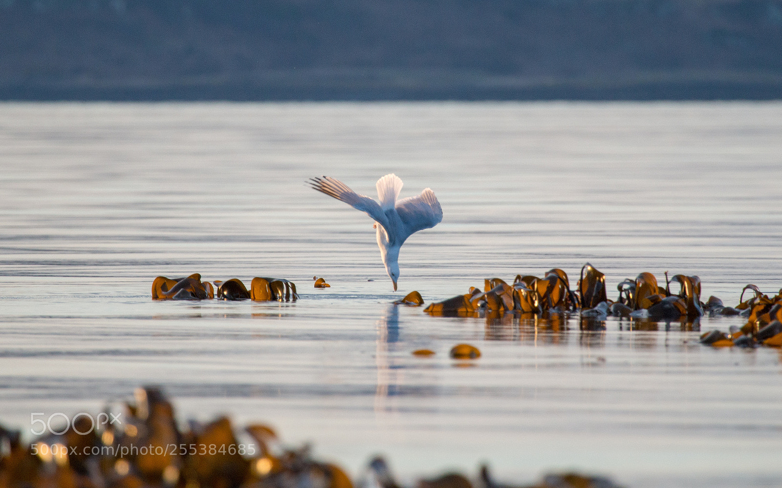 Canon EOS 70D sample photo. Diving gull photography