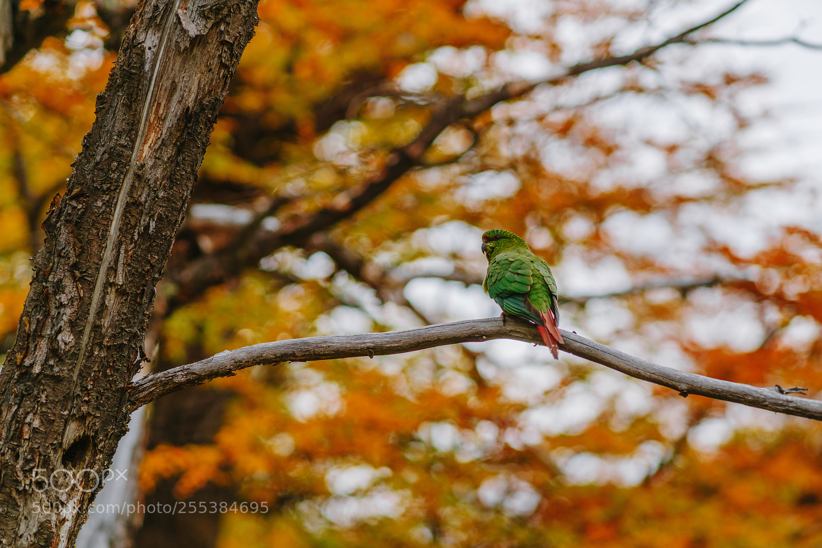 Sony a7R II sample photo. Parrot in the forests photography