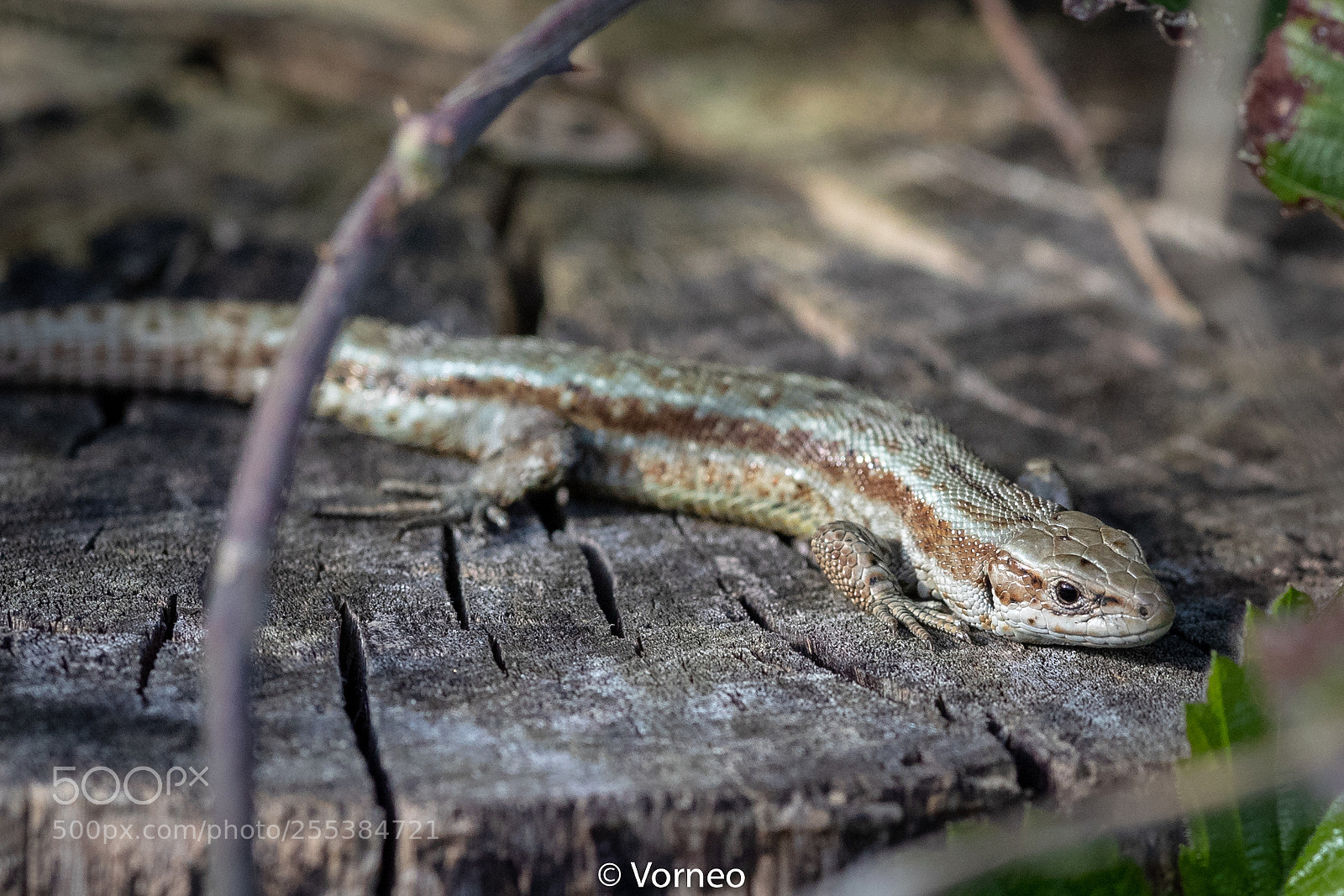 Canon EOS-1D X Mark II sample photo. Commonlizard-0001.jpg photography