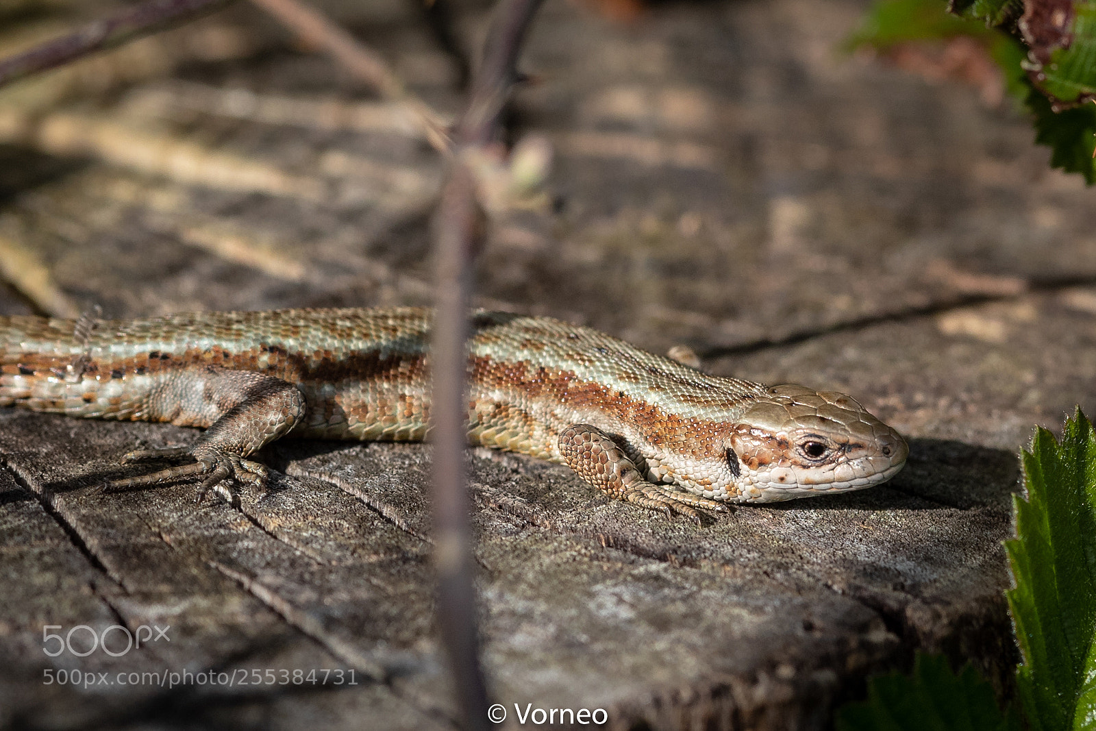 Canon EOS-1D X Mark II sample photo. Commonlizard-0002.jpg photography