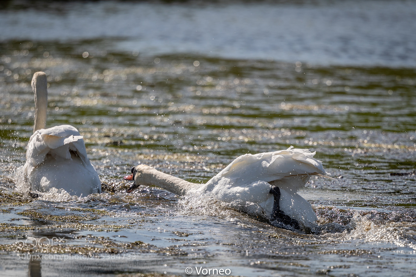 Canon EOS-1D X Mark II sample photo. Swan-0019.jpg photography