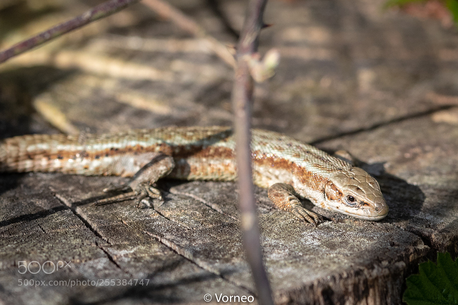 Canon EOS-1D X Mark II sample photo. Commonlizard-0003.jpg photography