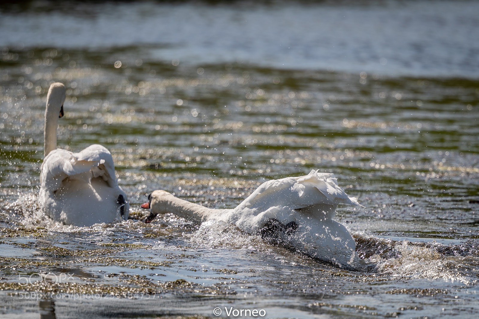 Canon EOS-1D X Mark II sample photo. Swan-0020.jpg photography