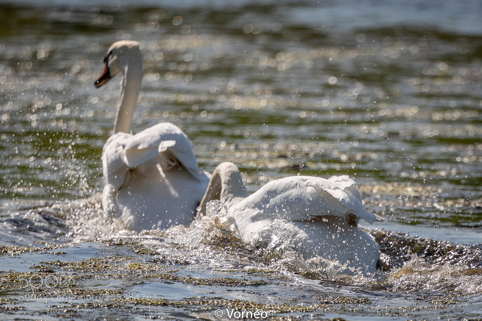 Canon EOS-1D X Mark II sample photo. Swan-0021.jpg photography