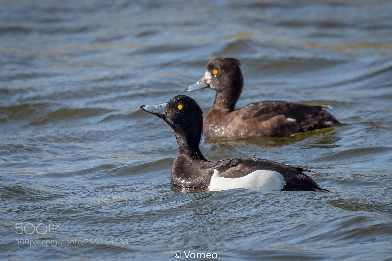 Canon EOS-1D X Mark II sample photo. Tuftedduck-0003.jpg photography