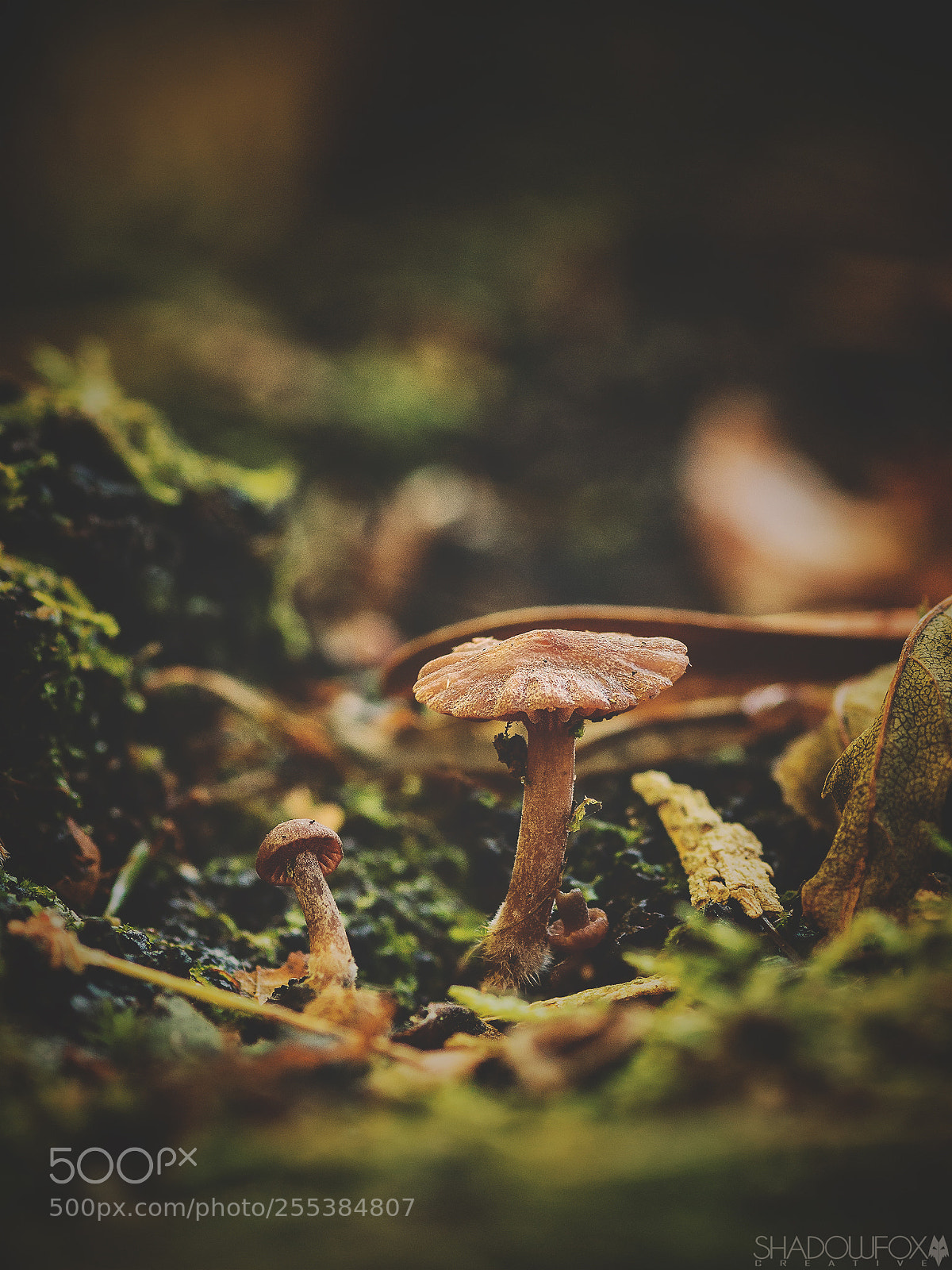Canon EOS 700D (EOS Rebel T5i / EOS Kiss X7i) sample photo. Fungi 2018-13 photography