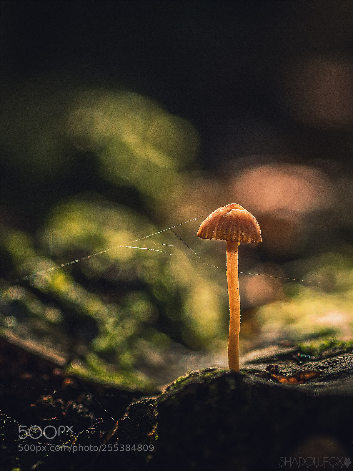 Canon EOS 700D (EOS Rebel T5i / EOS Kiss X7i) sample photo. Fungi 2018-14 photography