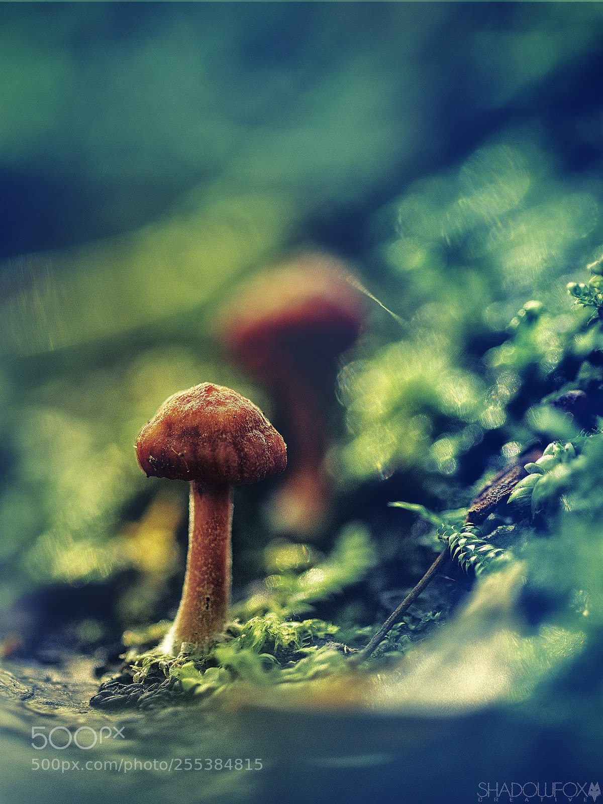 Canon EOS 700D (EOS Rebel T5i / EOS Kiss X7i) sample photo. Fungi 2018-15 photography