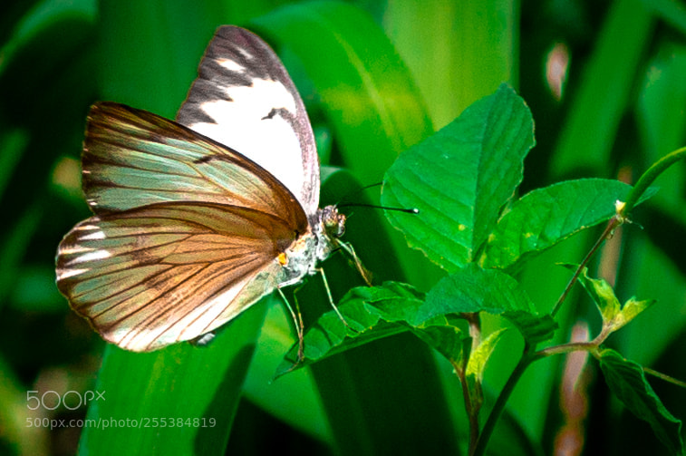 Nikon D3200 sample photo. Butterfly photography