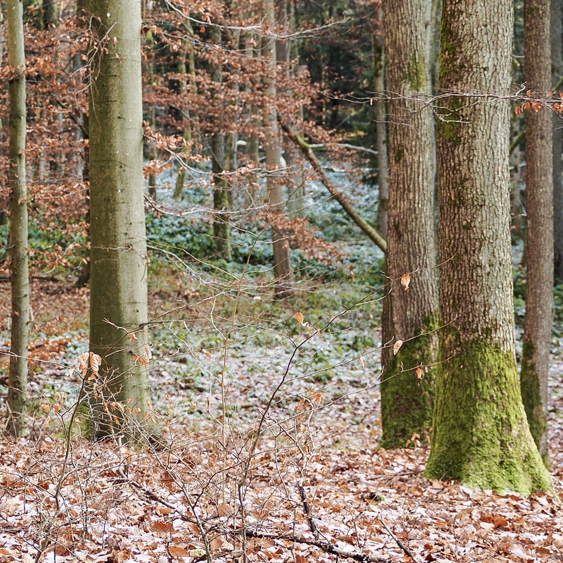 Olympus OM-D E-M10 II sample photo. Hersbruck photography