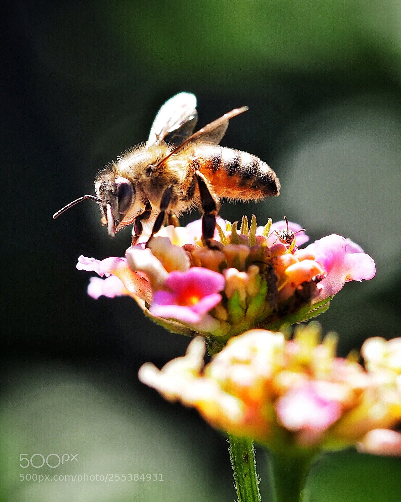 Olympus OM-D E-M1 sample photo. Bee to the blossom photography