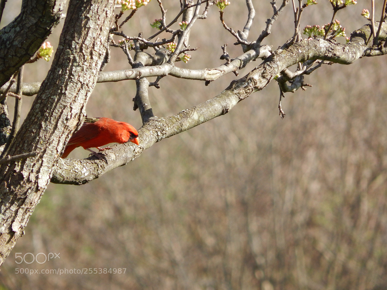 Nikon Coolpix L820 sample photo. Cardinal on a limb photography