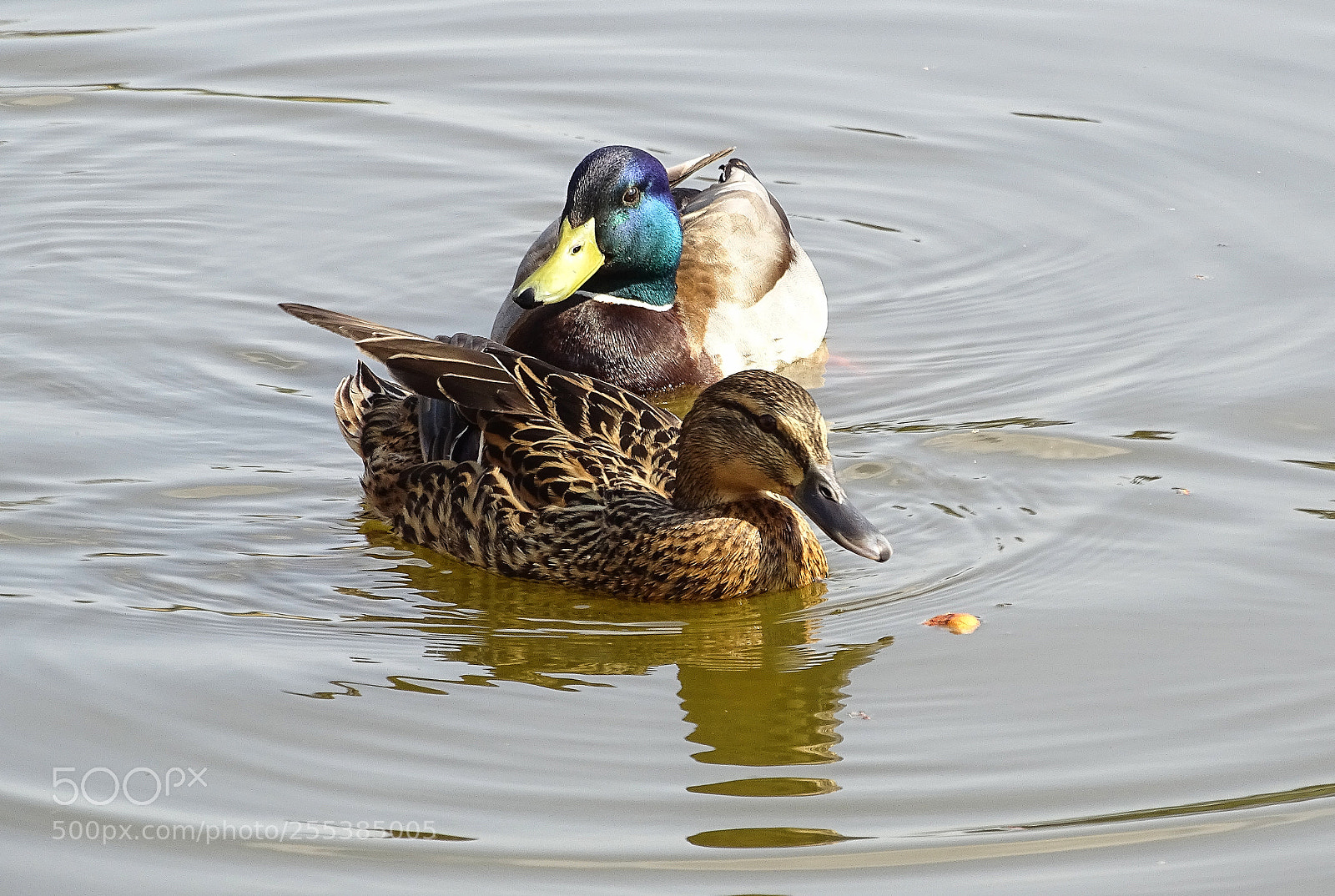Sony Cyber-shot DSC-HX400V sample photo. Duckies photography