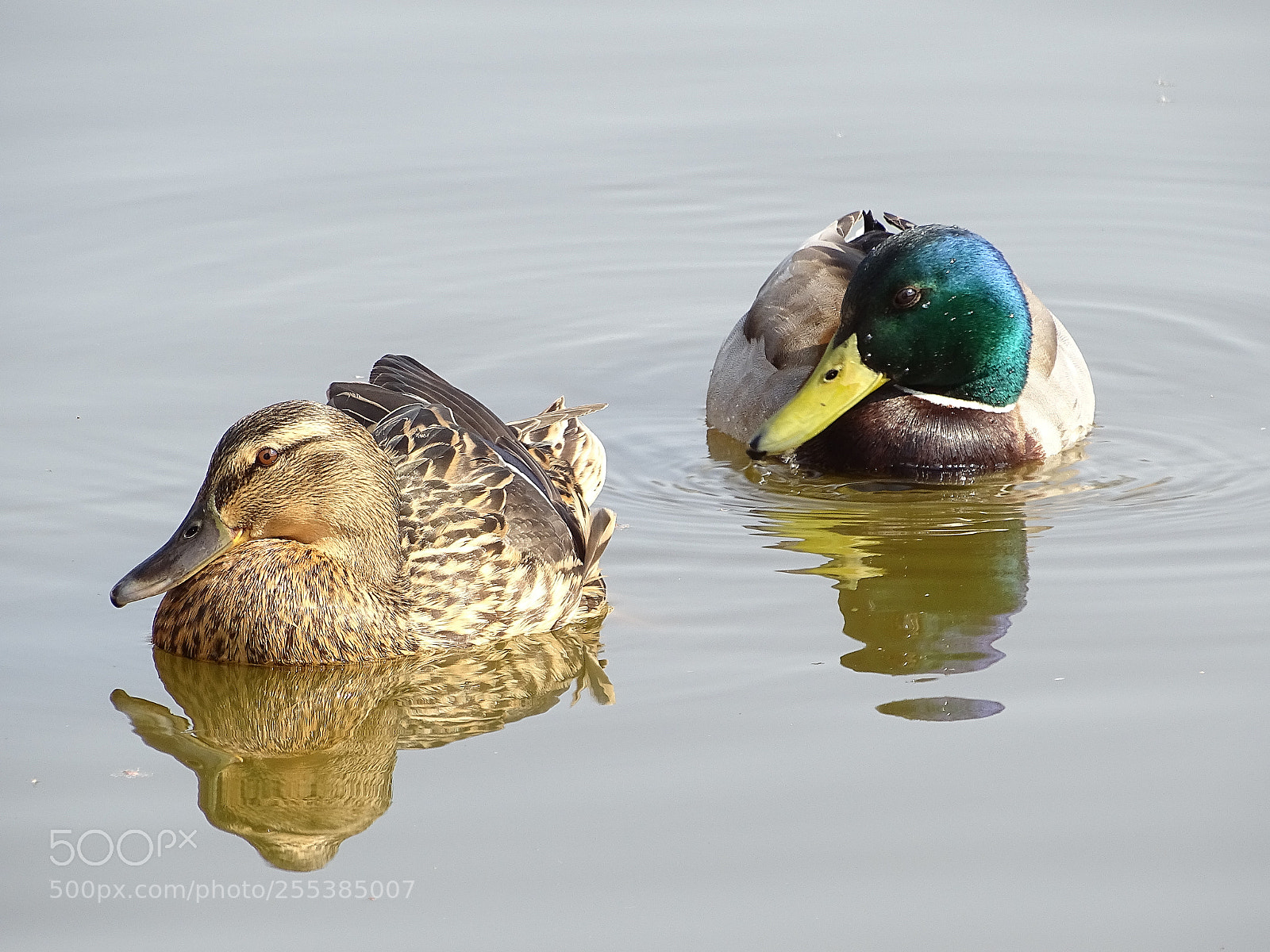 Sony Cyber-shot DSC-HX400V sample photo. Duckies photography