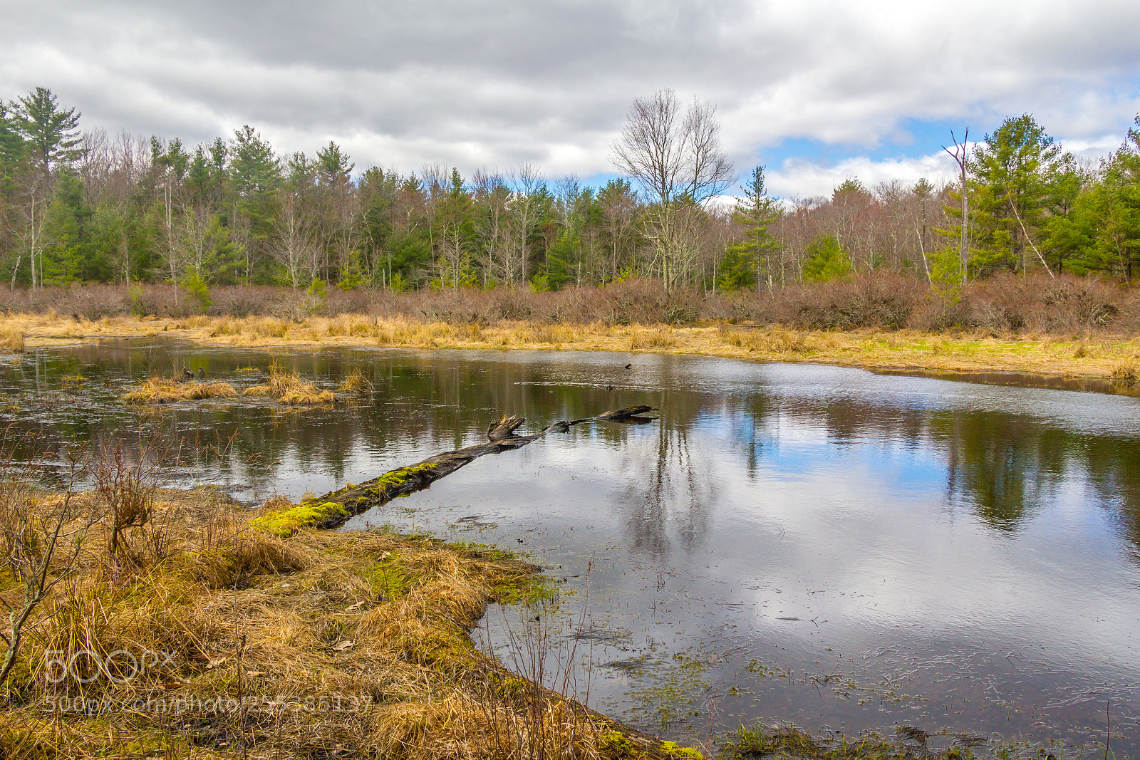 Canon EOS 550D (EOS Rebel T2i / EOS Kiss X4) sample photo. Forest marsh reflections photography