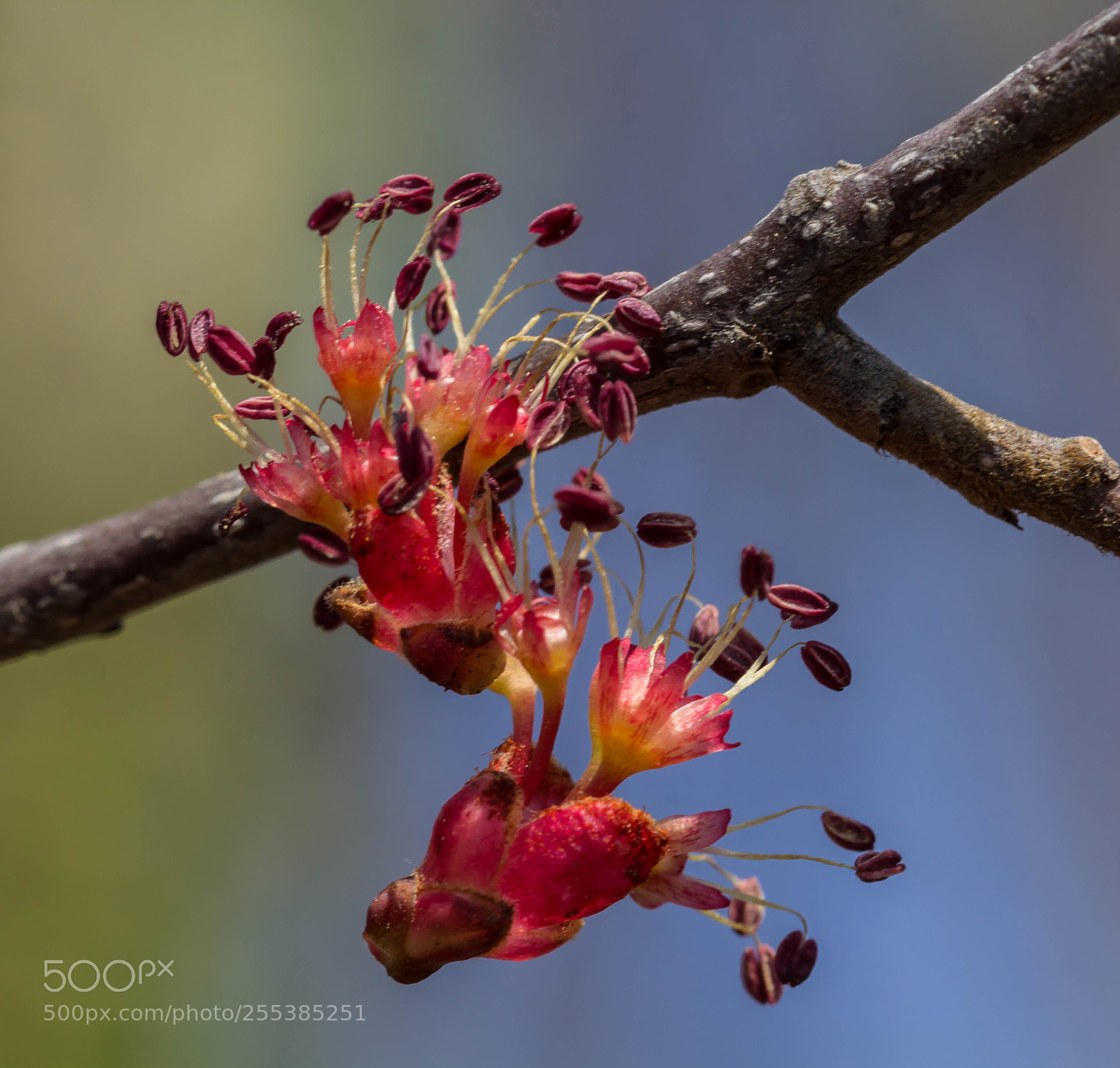 Canon EOS 60D sample photo. A tree's fallen blossom photography