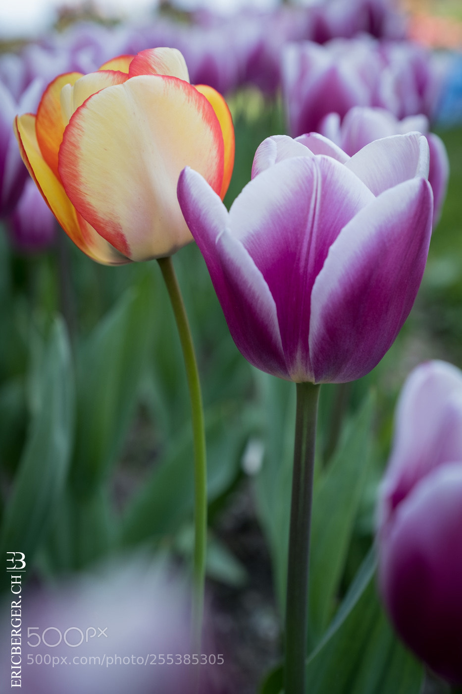 Fujifilm X-T2 sample photo. Tulips photography