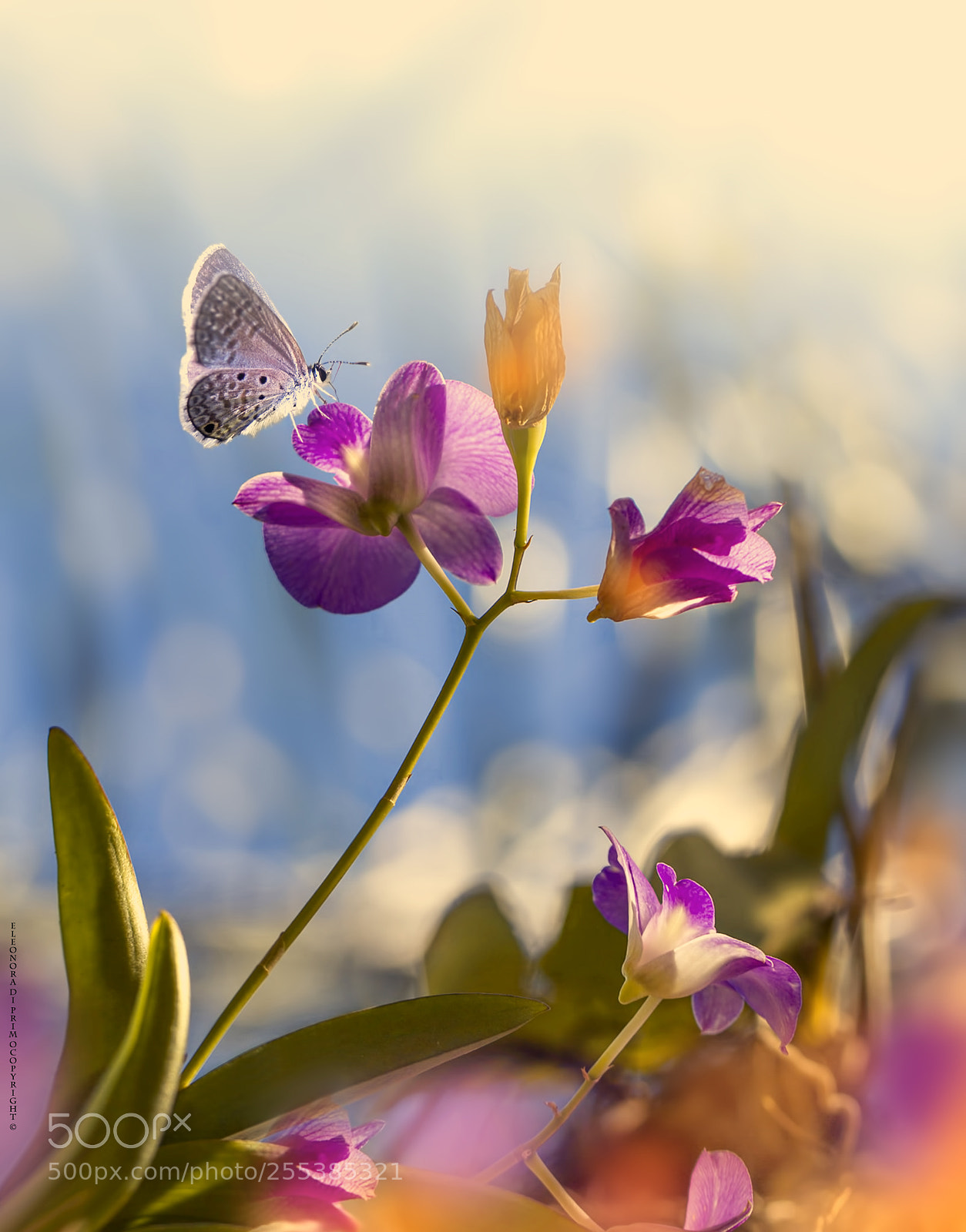 Canon EOS 7D sample photo. Once upon a morning... photography
