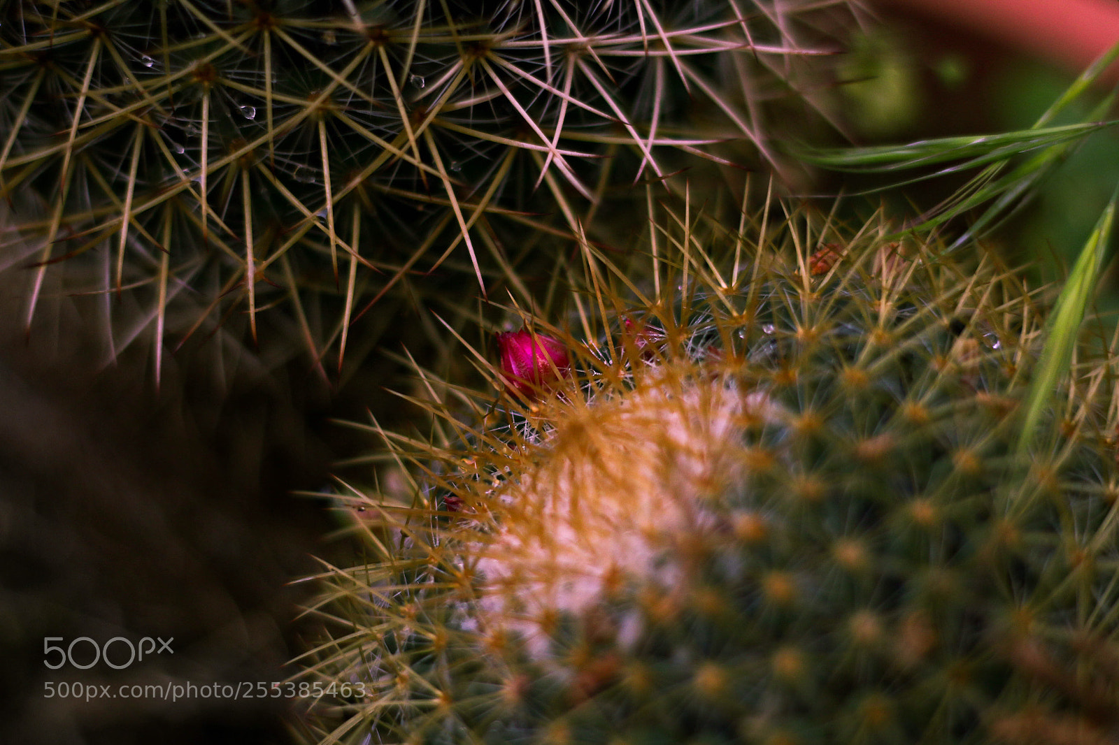Canon EOS 70D sample photo. Untitled photography