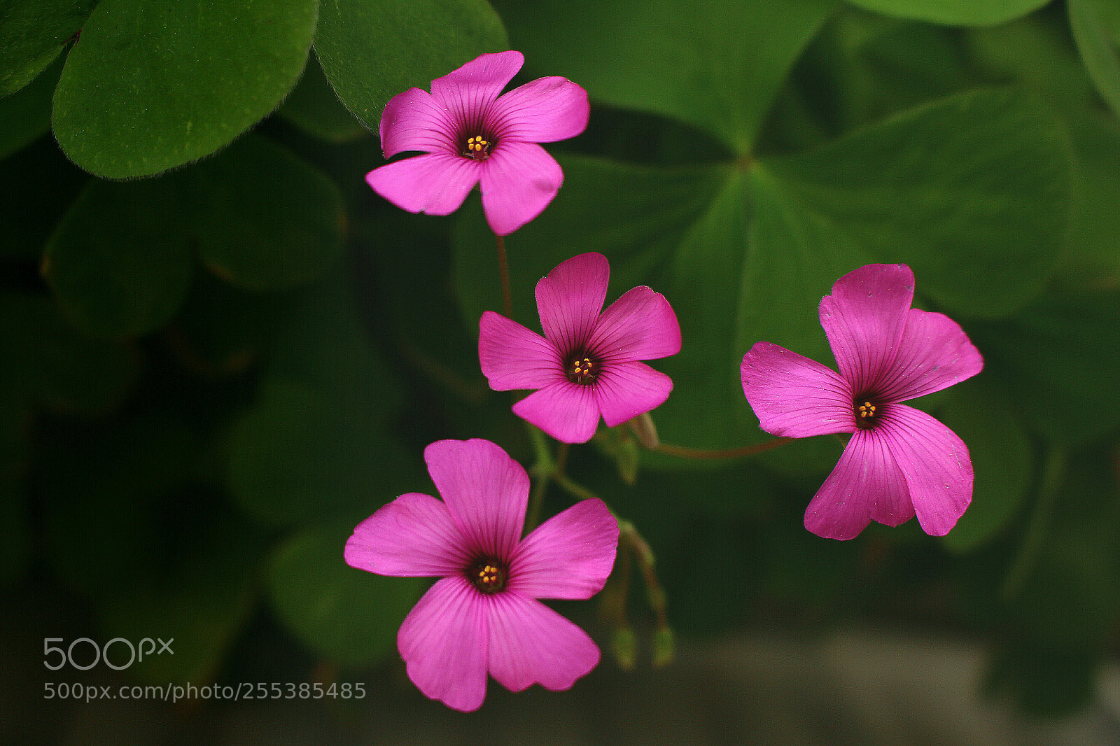 Canon EOS 700D (EOS Rebel T5i / EOS Kiss X7i) sample photo. Las primeras flores del photography