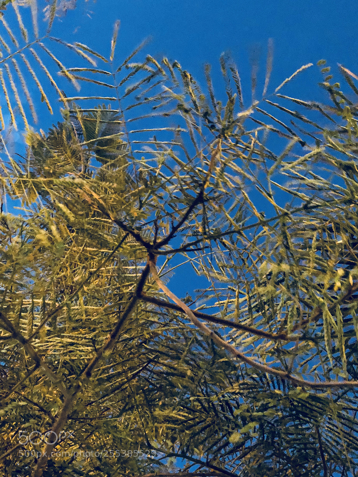 Apple iPhone X sample photo. Blue sky with evening photography