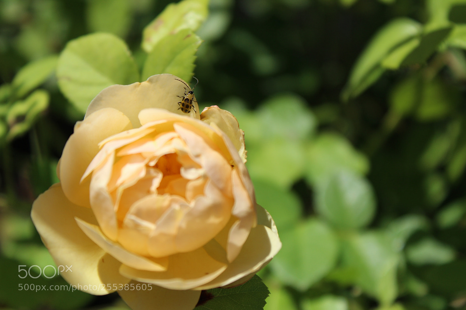 Canon EOS 600D (Rebel EOS T3i / EOS Kiss X5) sample photo. Spotted cucumber beetle on photography
