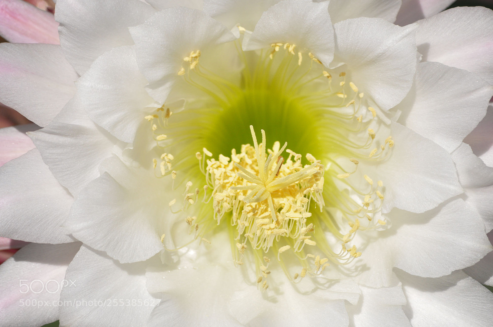 Nikon D90 sample photo. Cactus heart photography