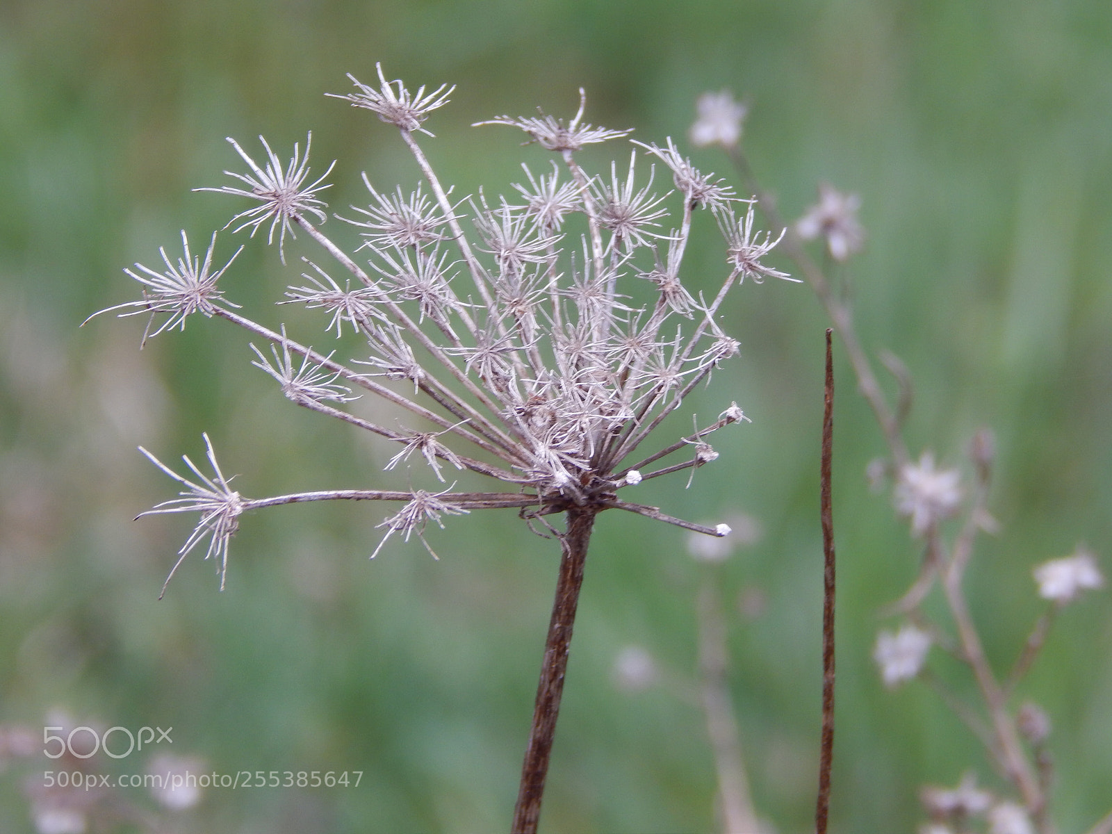 Nikon Coolpix L820 sample photo. Simple beauty photography
