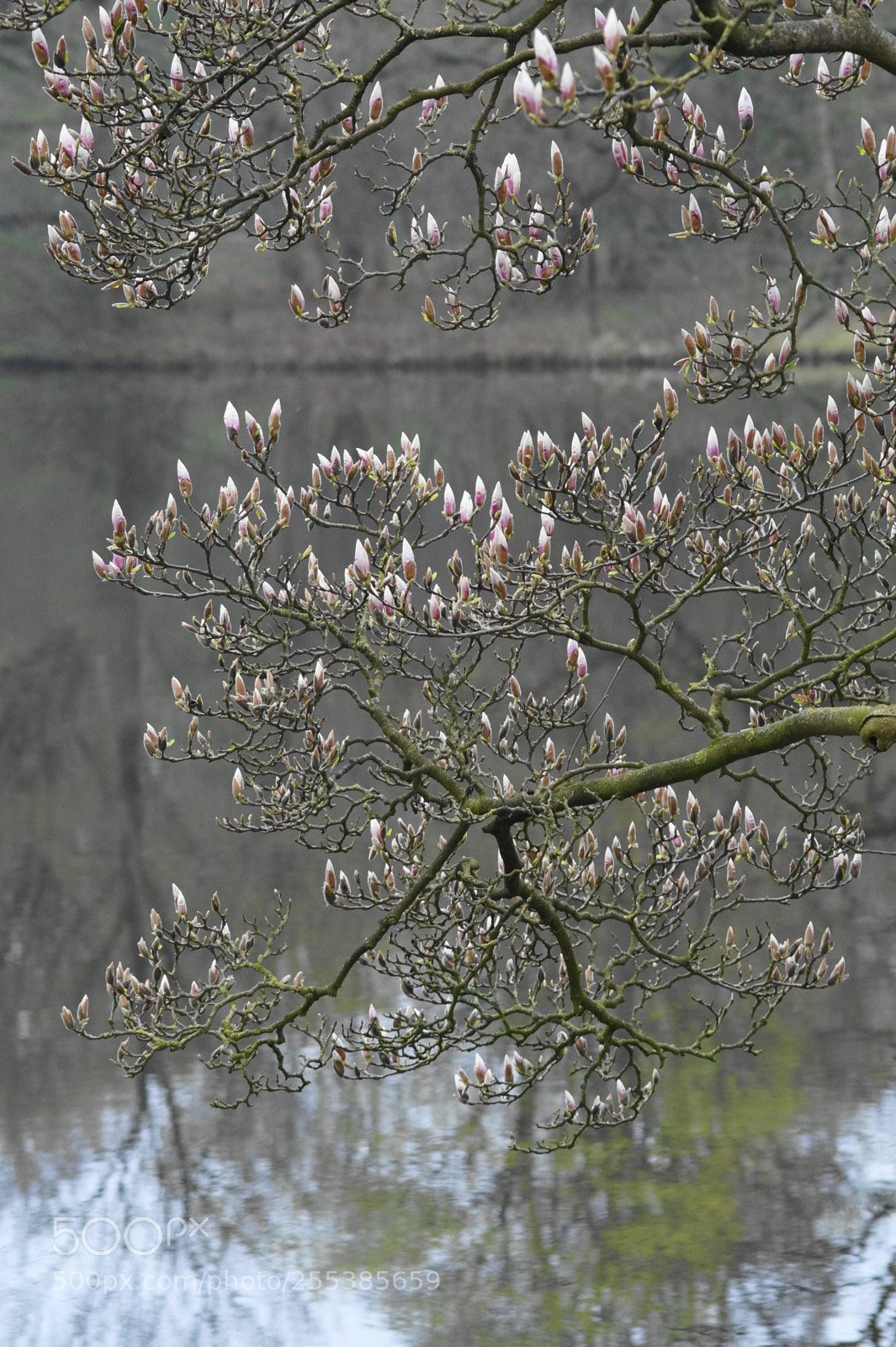 Sony SLT-A58 sample photo. Magnolie am see photography