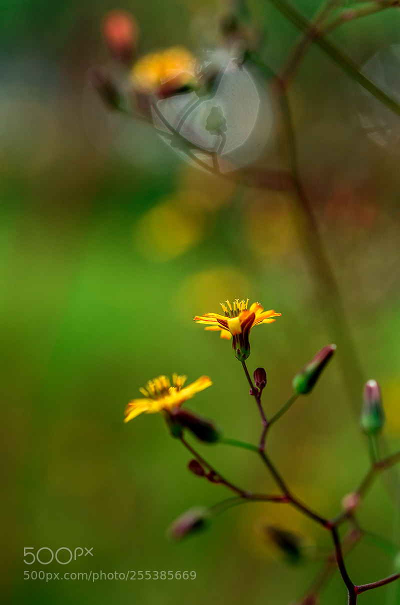 Sony a7R II sample photo. Tiny wild flower photography