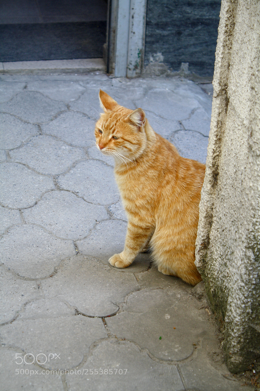 Canon EOS 1000D (EOS Digital Rebel XS / EOS Kiss F) sample photo. Sad cat face photography