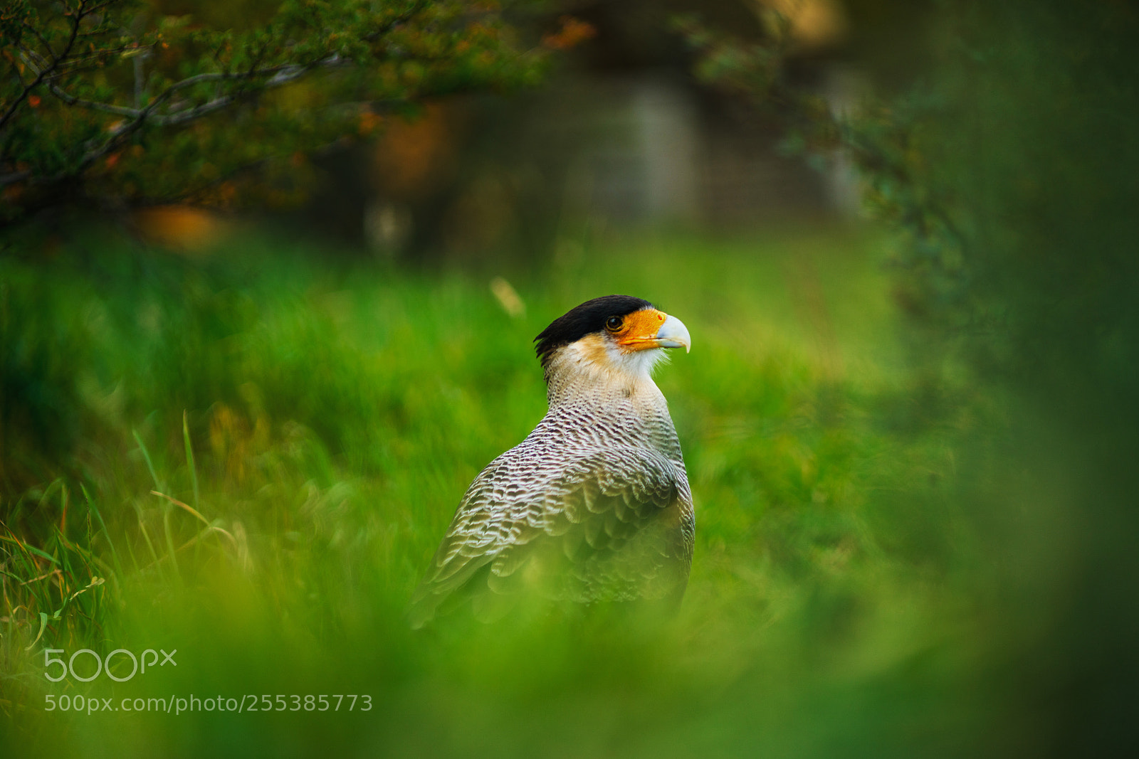 Sony a7R II sample photo. Bird of the caracara photography