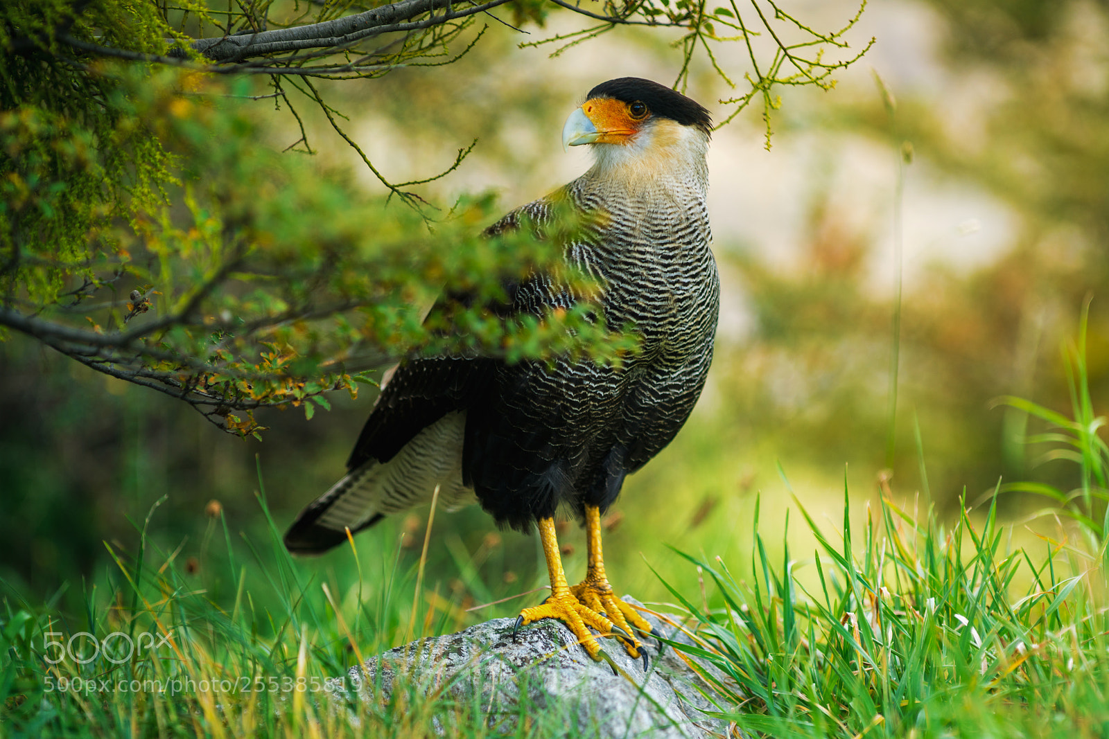 Sony a7R II sample photo. Bird of the caracara photography