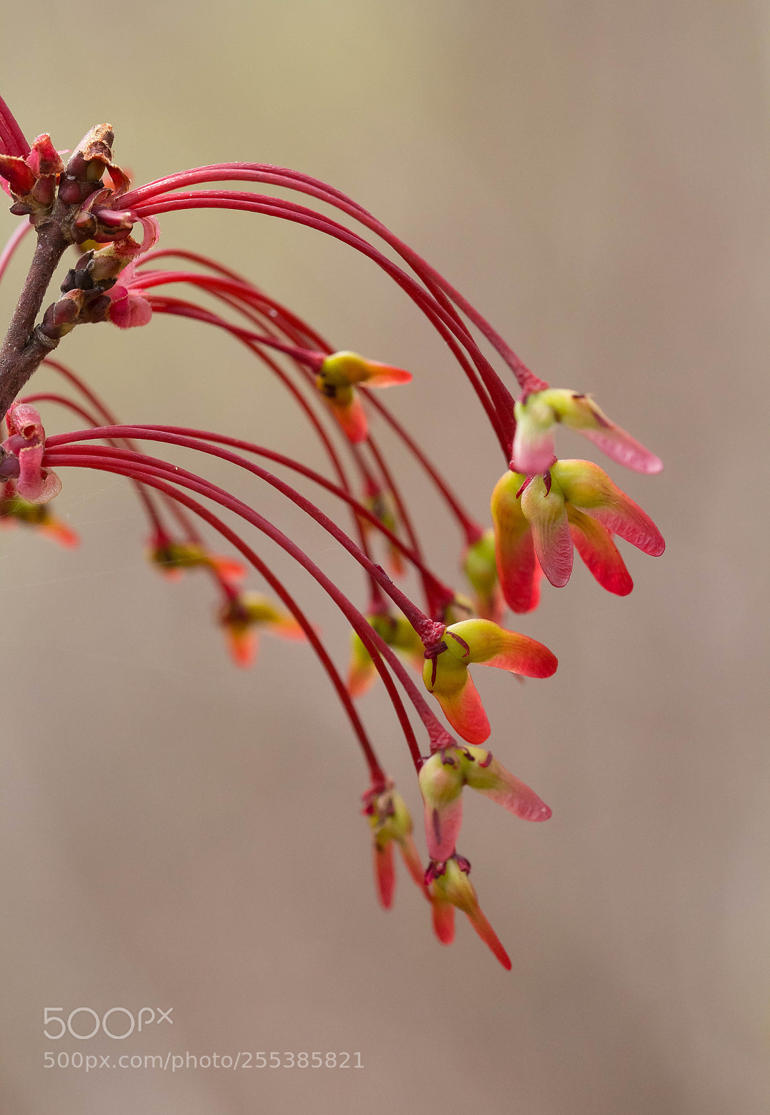 Canon EOS 60D sample photo. Maple seeds photography