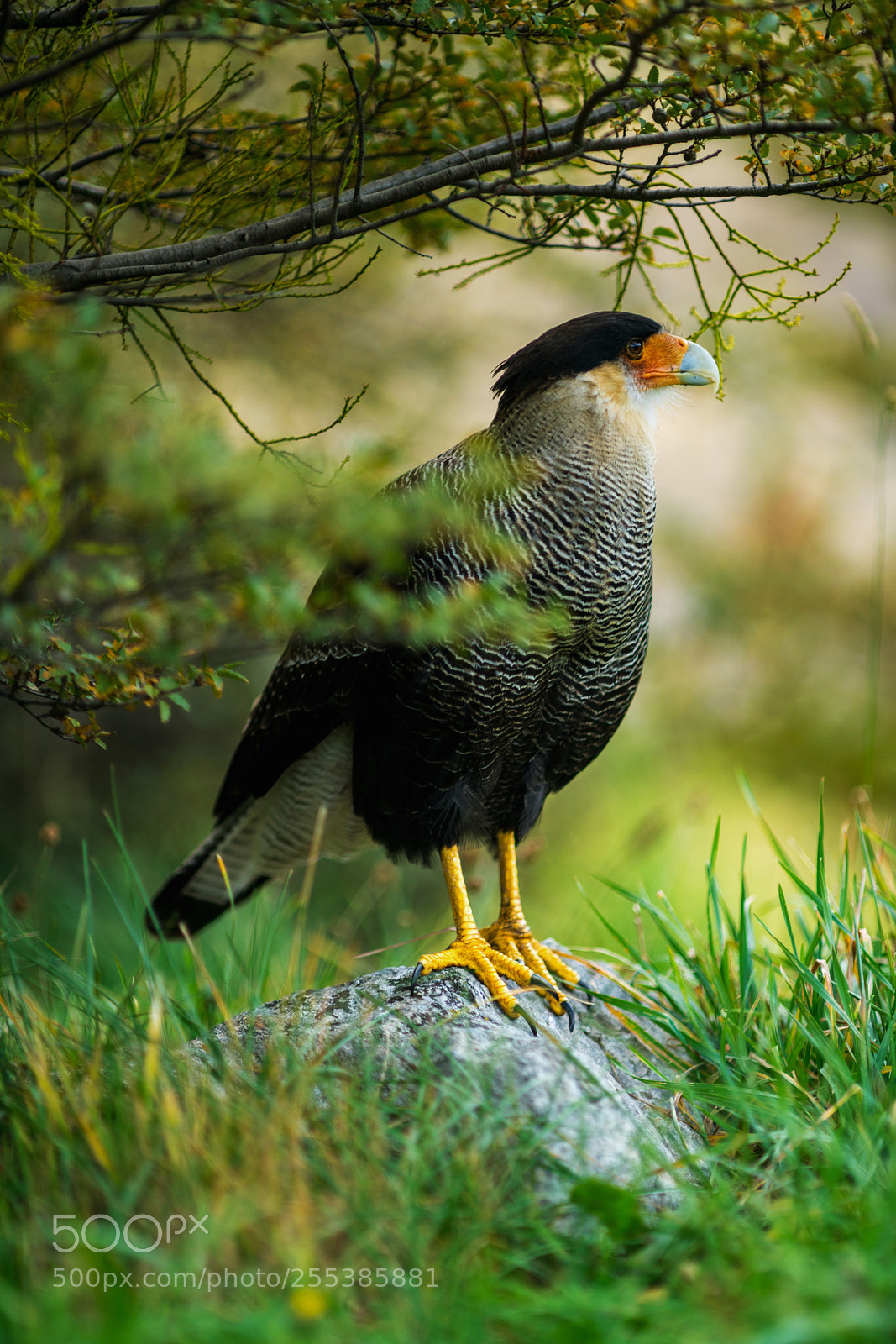 Sony a7R II sample photo. Bird of the caracara photography