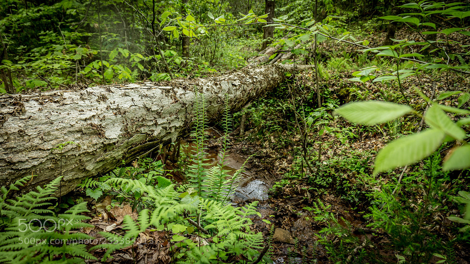 Canon EOS M sample photo. Oconee seneca sc real photography