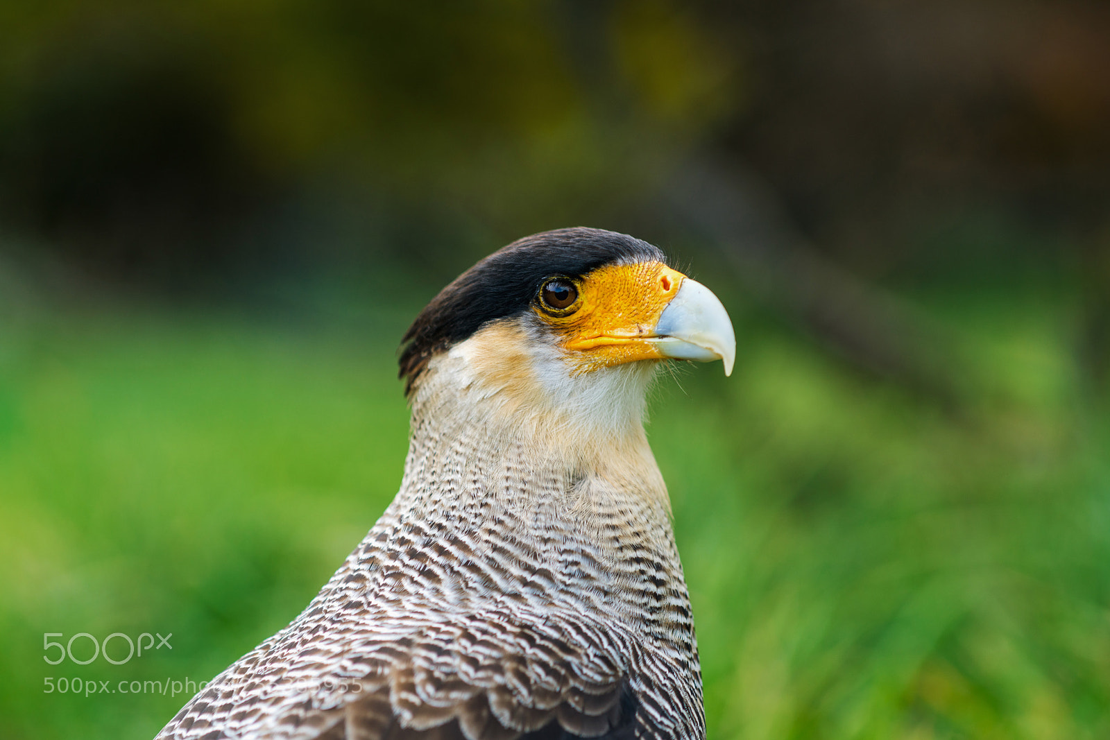 Sony a7R II sample photo. Bird of the caracara photography