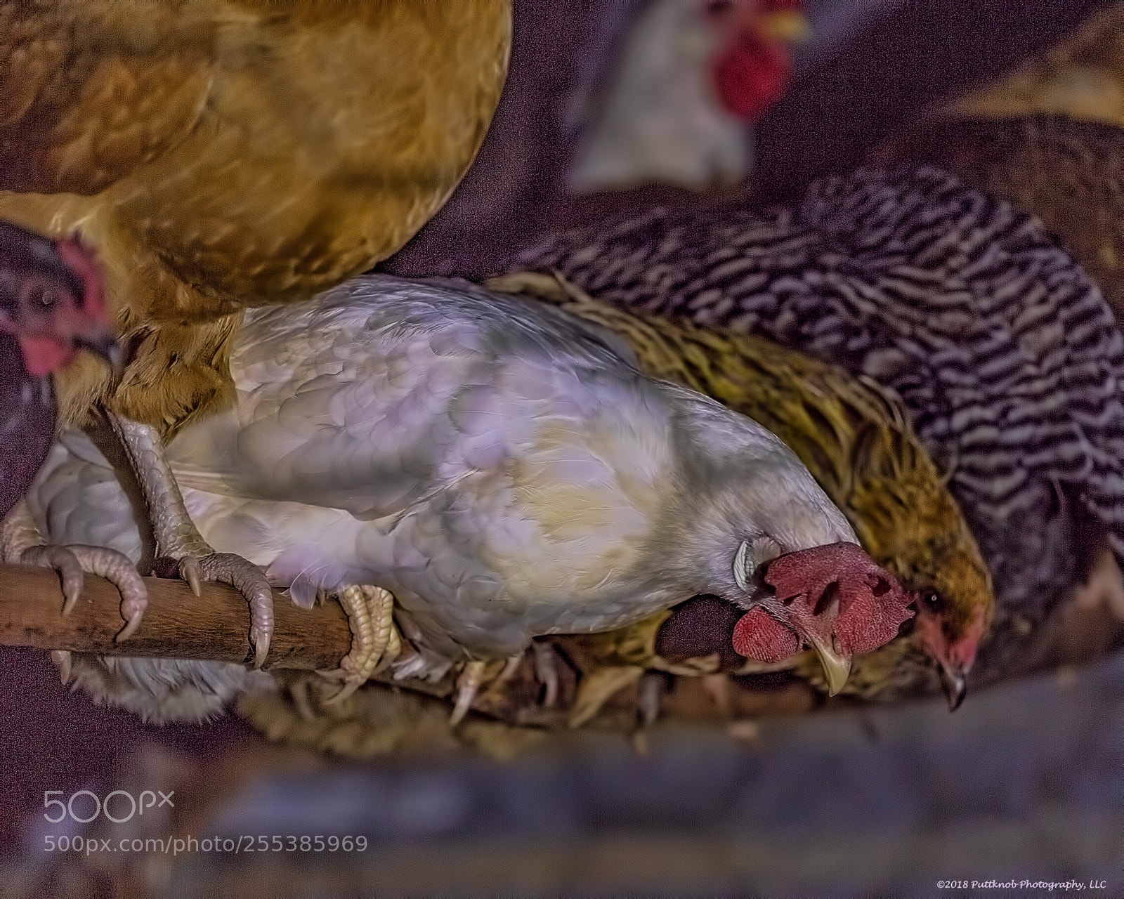 Canon EOS 6D sample photo. Roosting 2 photography