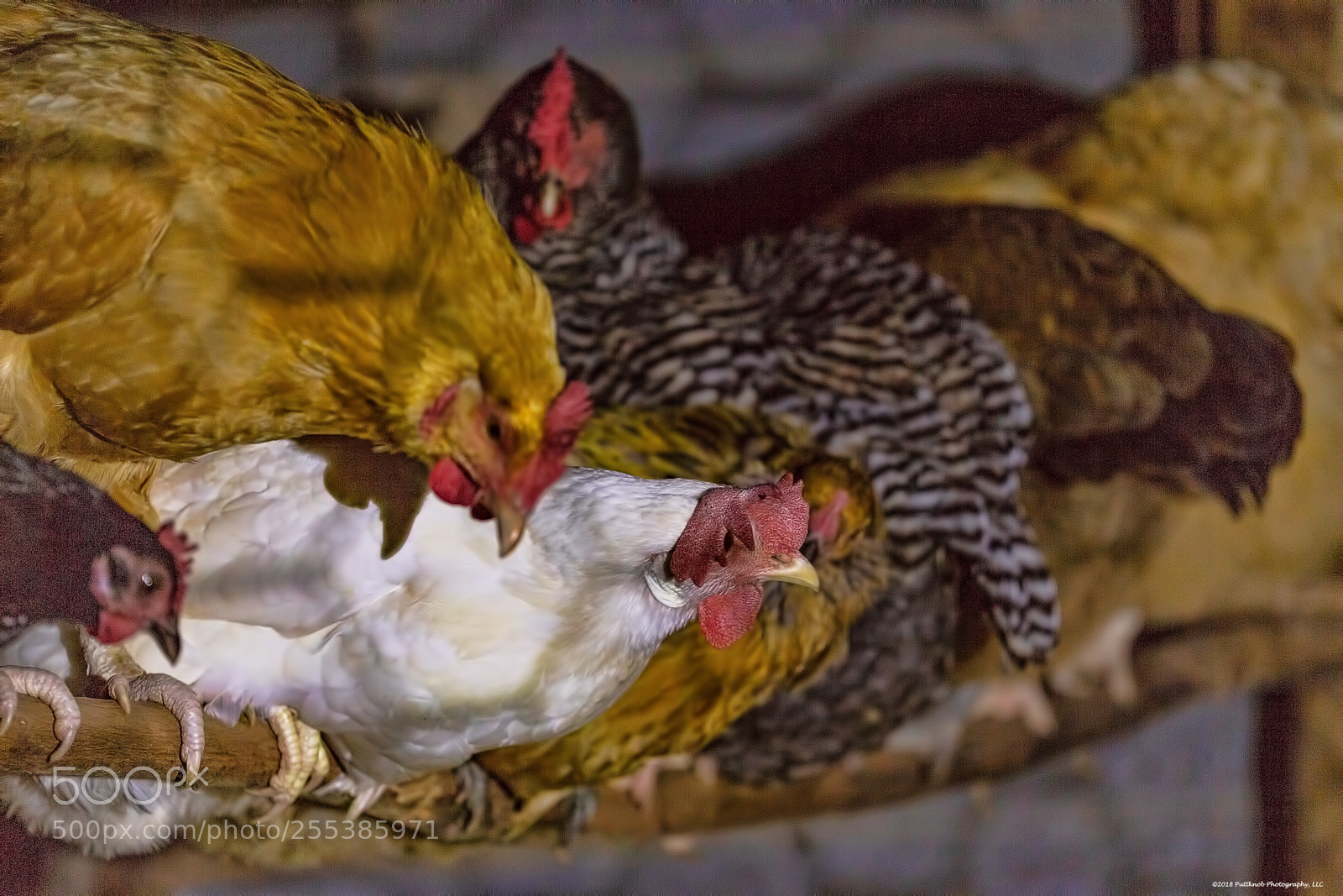 Canon EOS 6D sample photo. Roosting 1 photography