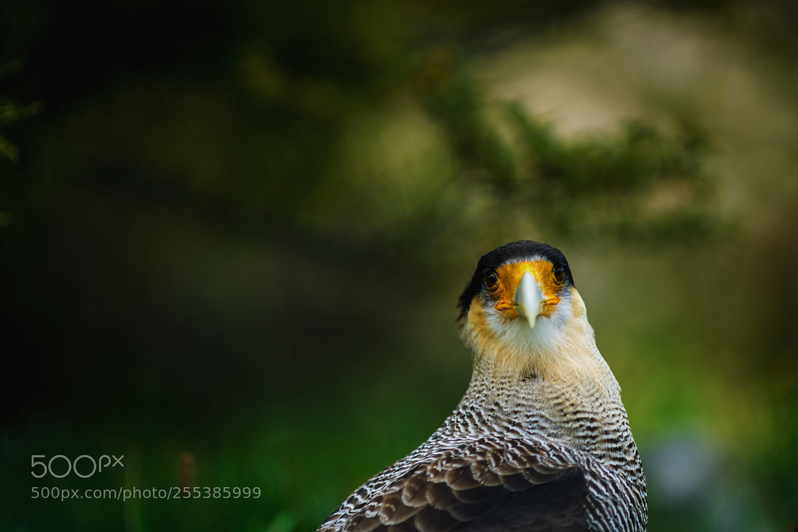 Sony a7R II sample photo. Bird of the caracara photography