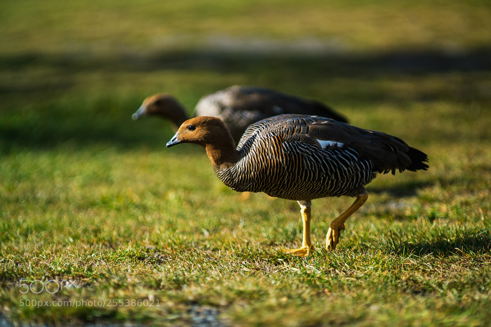 Sony a7R II sample photo. Bird in the torres photography