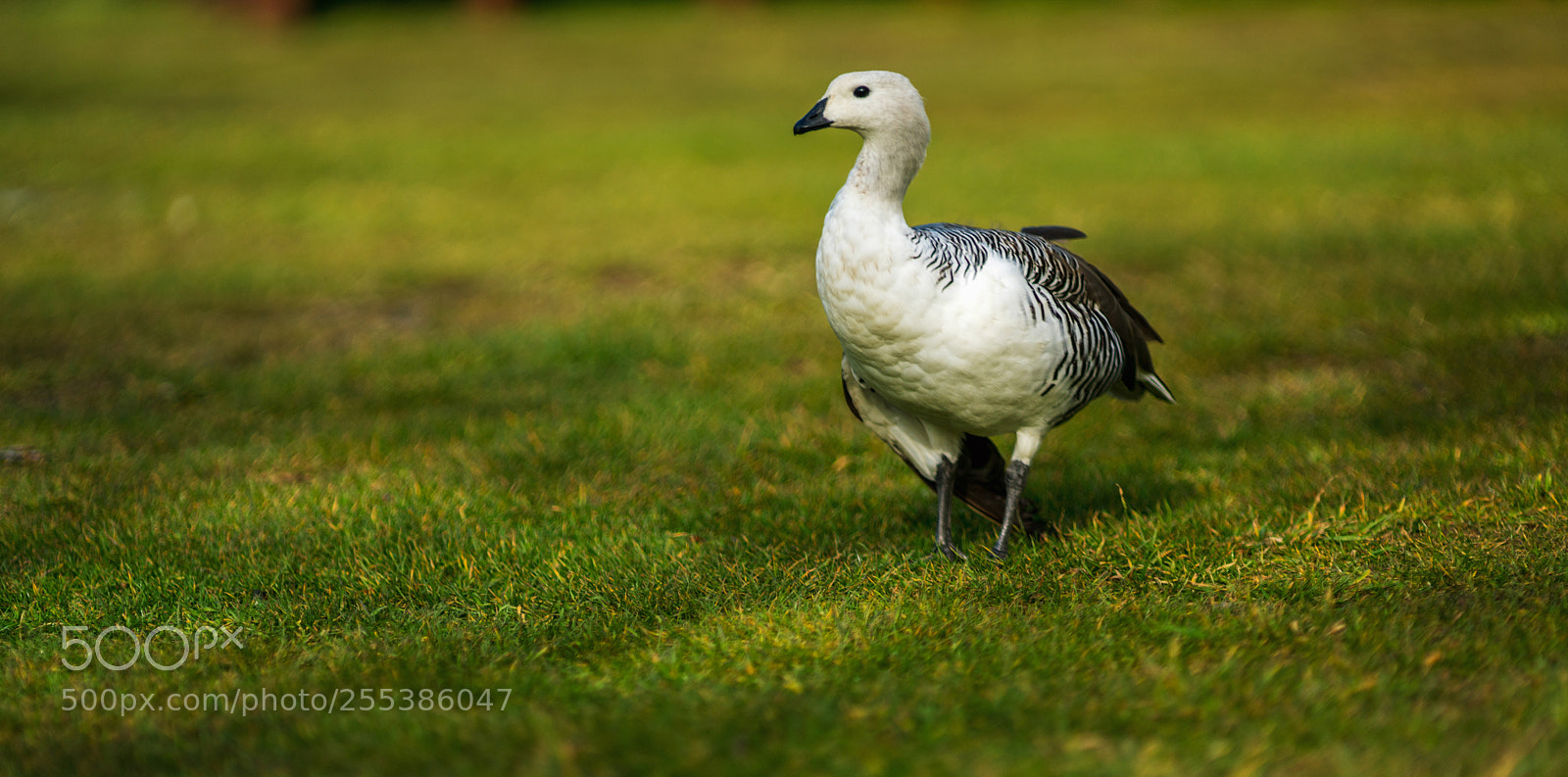 Sony a7R II sample photo. Bird in the torres photography