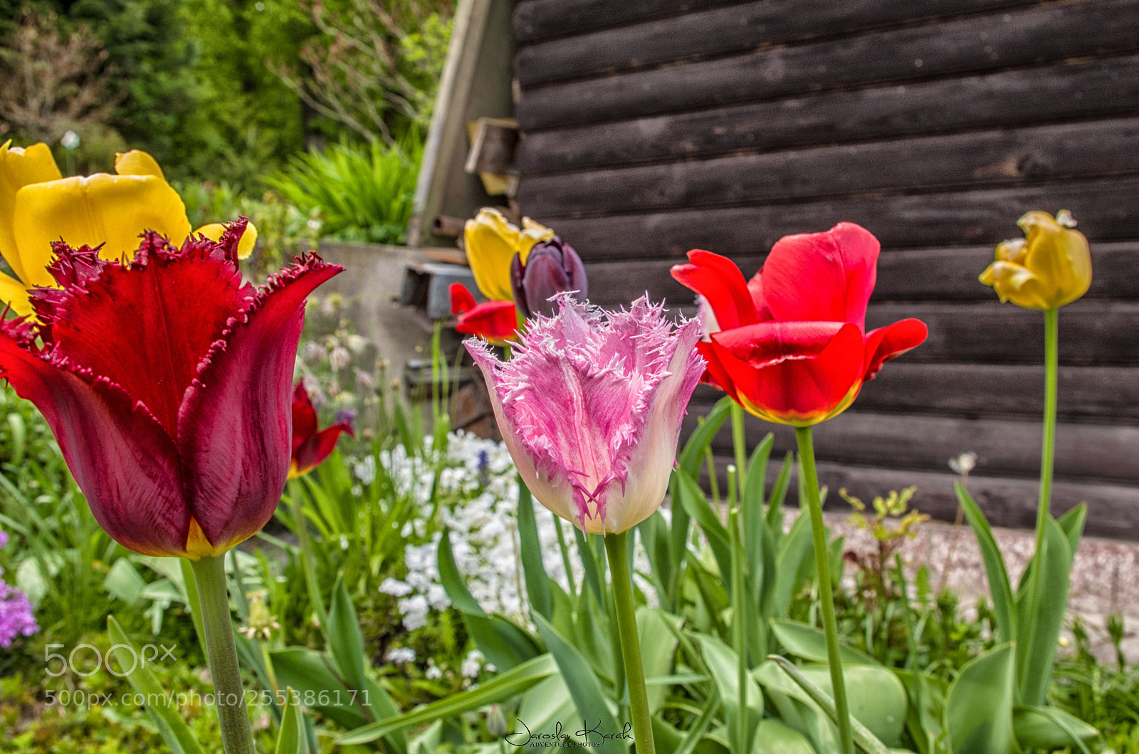 Pentax K-500 sample photo. Tulips in our garden photography